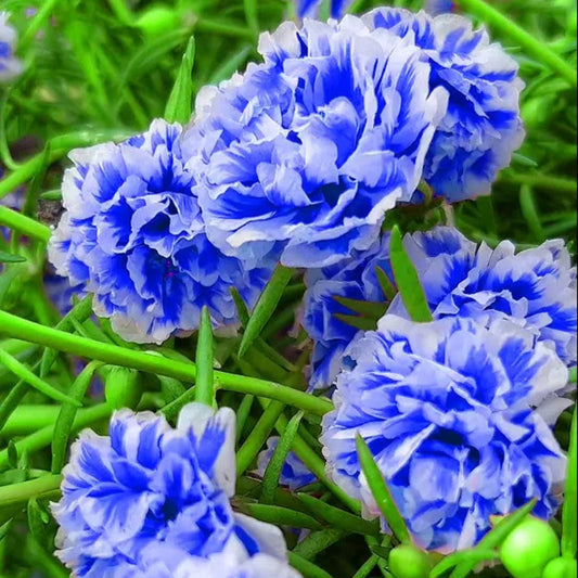 💙Muti-color Portulaca Flower Seeds