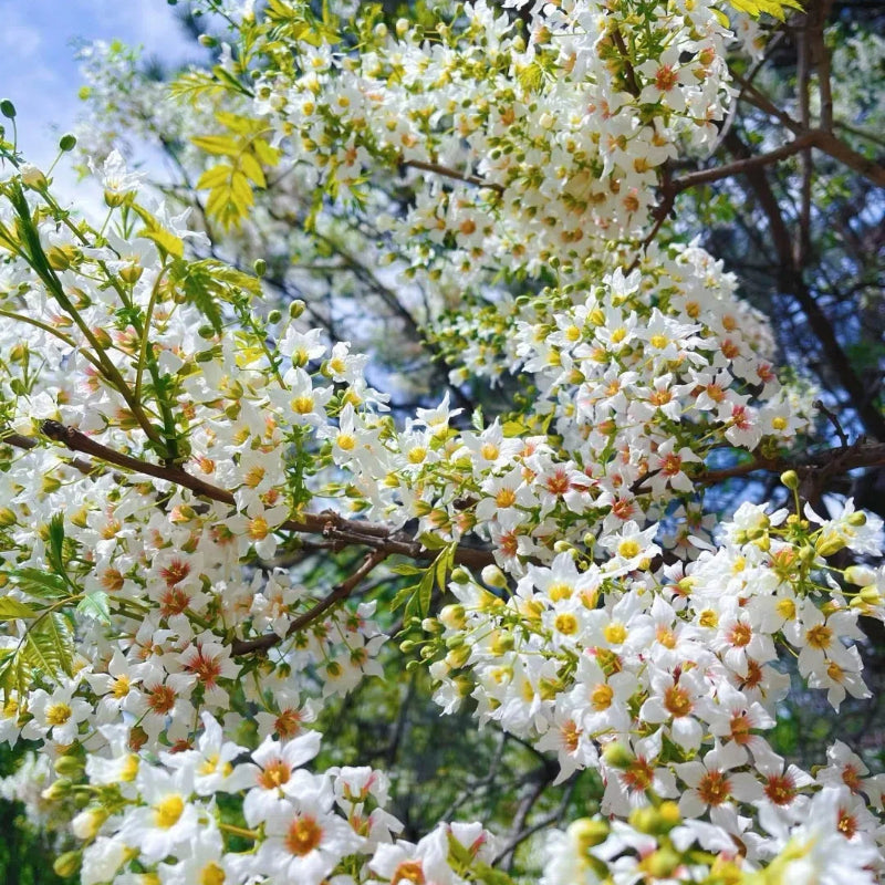 Xanthoceras Sorbifolia, Raintree Flower Seeds