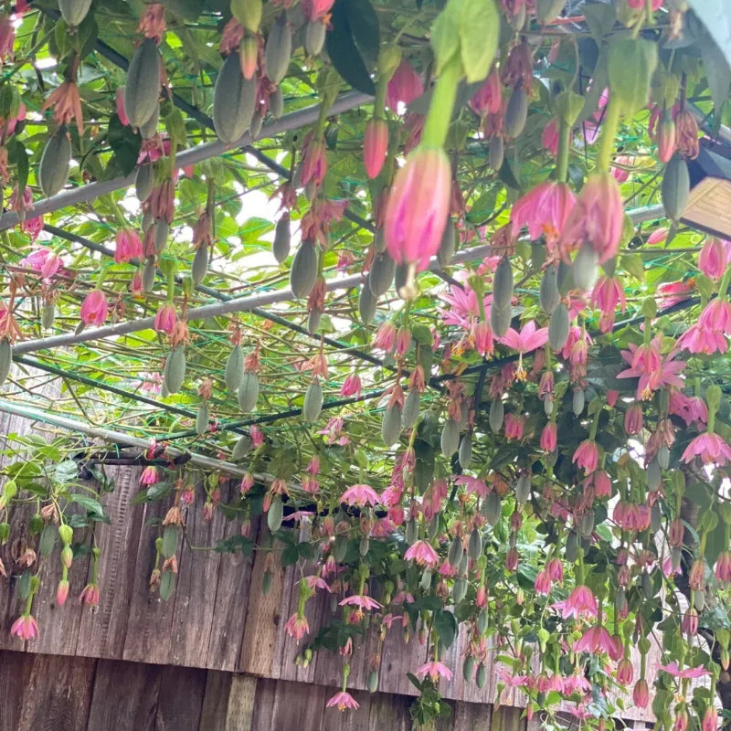 Passiflora Seeds - Banana Passion Fruit