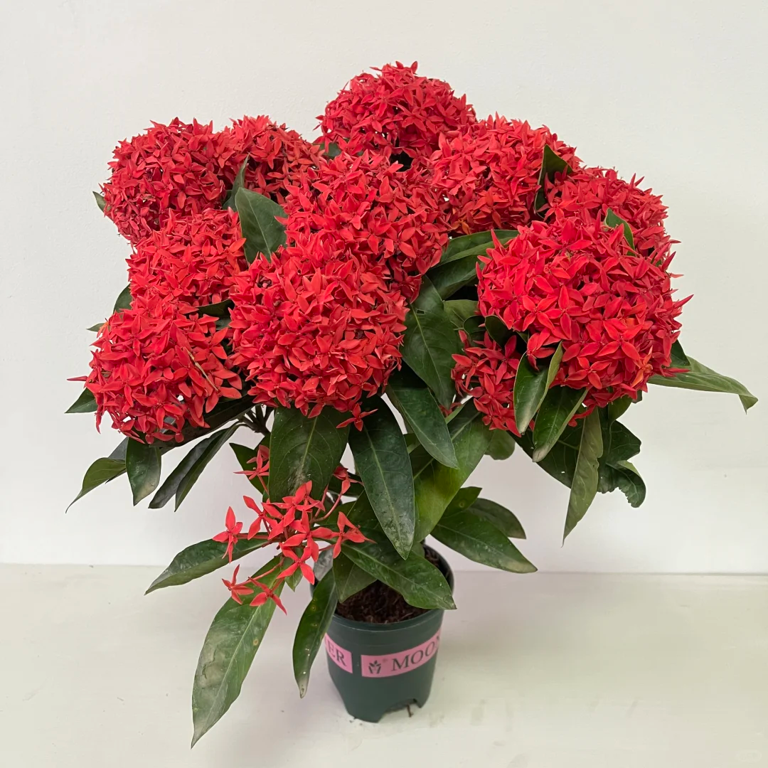 Dragon Boat Flower Seeds