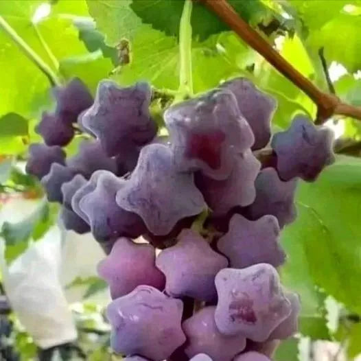 Winter Star Grape Seeds