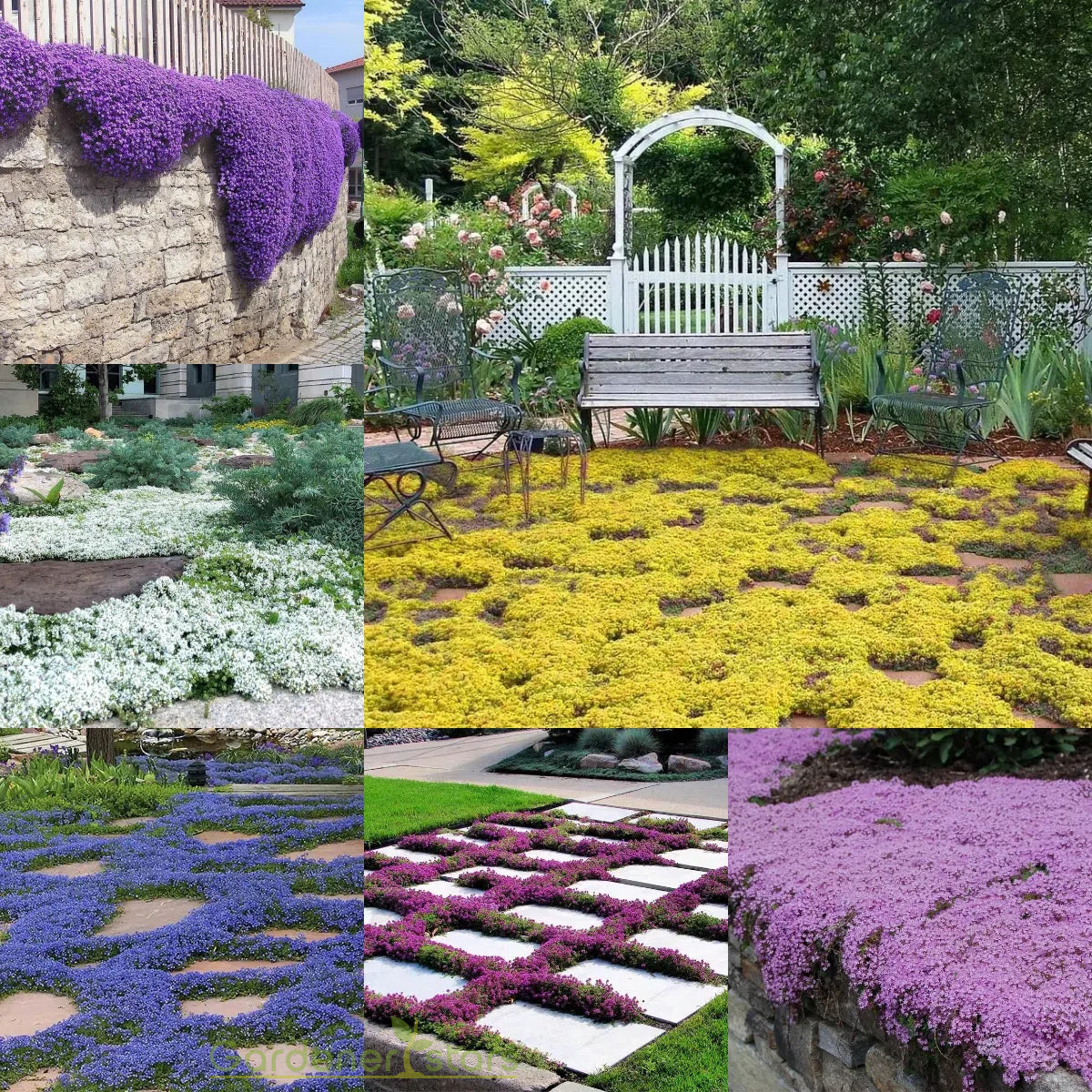 ✨Creeping Thyme Seeds for Four Seasons🏡Create Your Perfect Lawn Here🌼