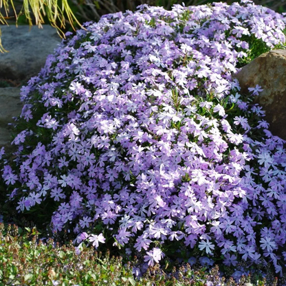 💐Vibrant Tapestry of Color ✨Creeping Phlox Seeds, Shibazakura Seeds