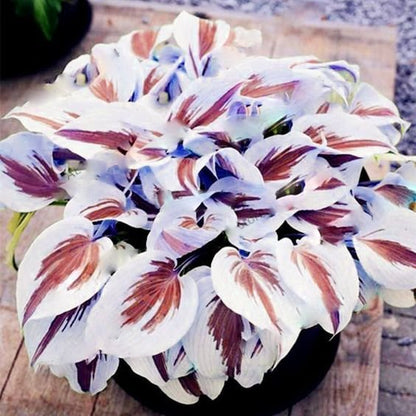 🍃Rare Multi-Colored Hostas Seeds