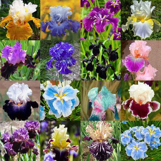 Multi Iris Seeds: Vibrant, Resilient, and Spectacular Blooms