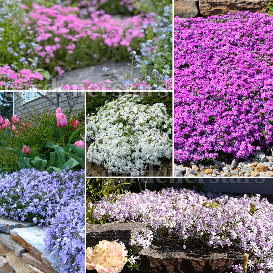 💐Vibrant Tapestry of Color ✨Creeping Phlox Seeds, Shibazakura Seeds