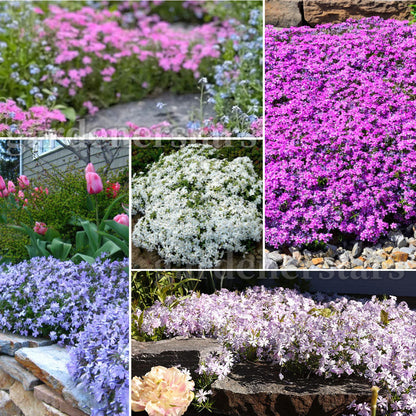 💐Vibrant Tapestry of Color ✨Creeping Phlox Seeds, Shibazakura Seeds