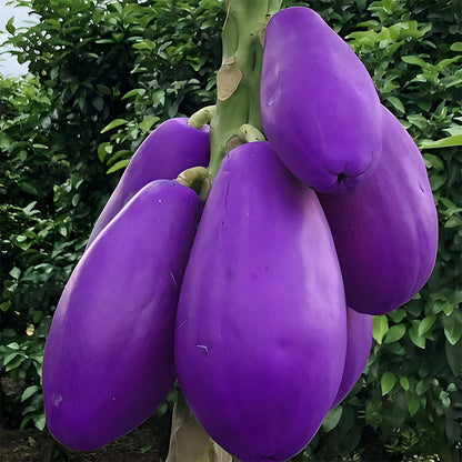 Organic Papaya Tree Seeds Heirloom Edible