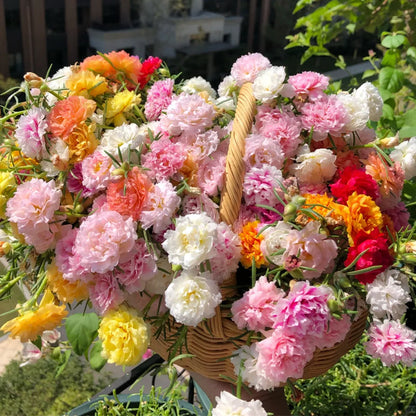 💙Muti-color Portulaca Flower Seeds