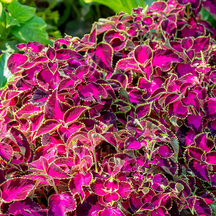 Coleus, Chocolate Covered Cherry