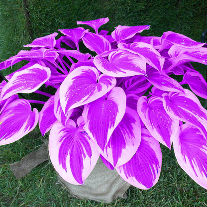 Hosta Seeds Perennial Grow Easily