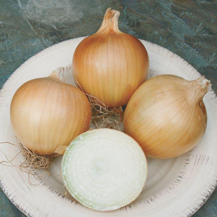 Onion Talon F1 Organic