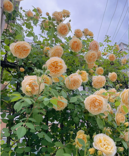 Garden Climbing Rose Flower Seeds