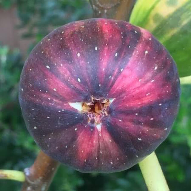 Rainbow Fig Seeds