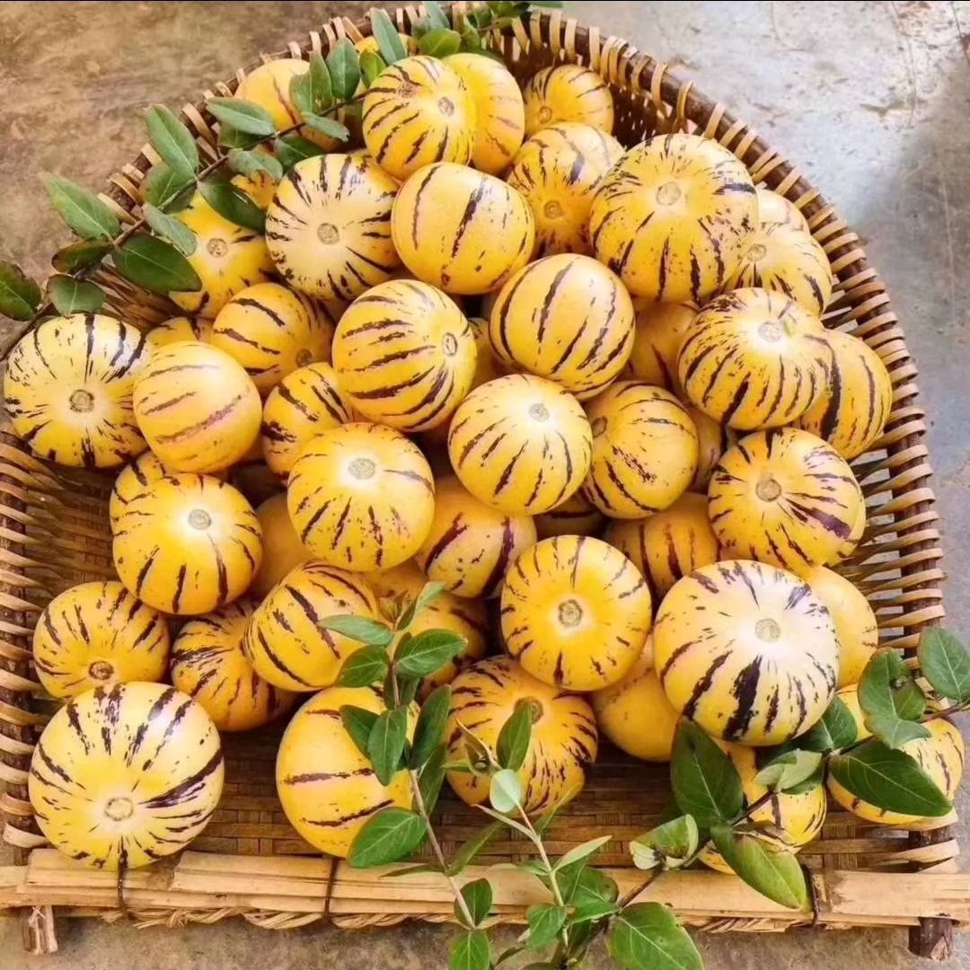 🍈Pepino Seeds Ginseng Fruit Seeds