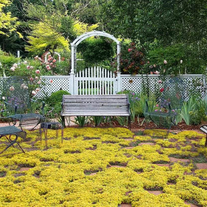 ✨Creeping Thyme Seeds for Four Seasons🏡Create Your Perfect Lawn Here🌼