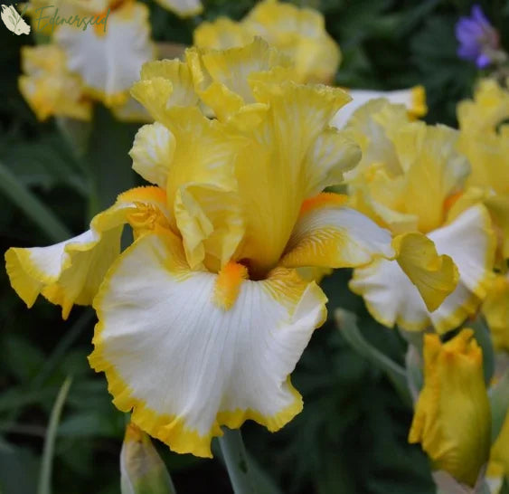 Multi Iris Seeds: Vibrant, Resilient, and Spectacular Blooms