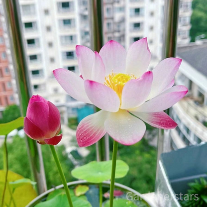 🌸[7 days germination]Last Day Up to 80% OFF💐The Sacred Bonsai Bowl Lotus Flower