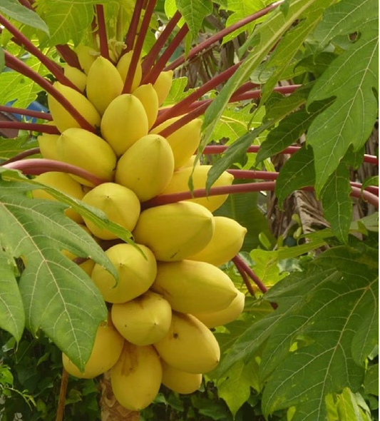 Organic Papaya Tree Seeds Heirloom Edible
