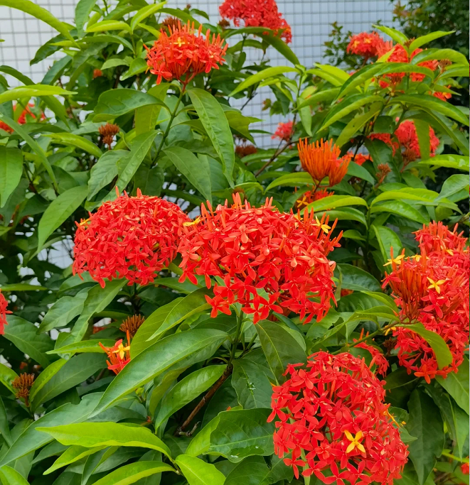 Dragon Boat Flower Seeds