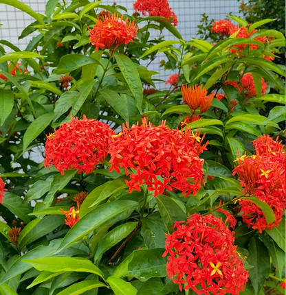 Dragon Boat Flower Seeds