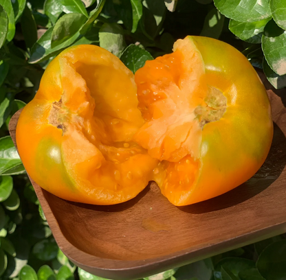 Yellow Persimmon Seeds