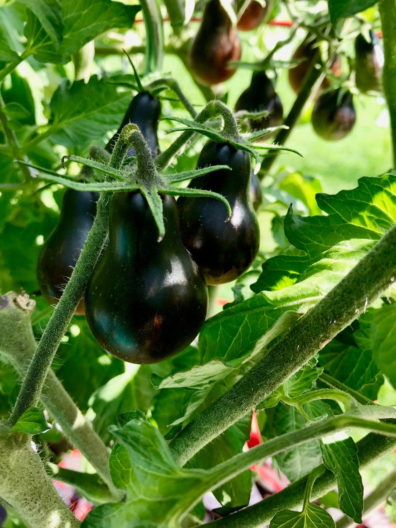 Blue Keyes Tomato Seeds • Dark Anthocyanin Pear Cherry • Open Pollinated • Modern Variety