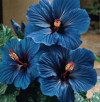 Multicolor Hibiscus Seeds