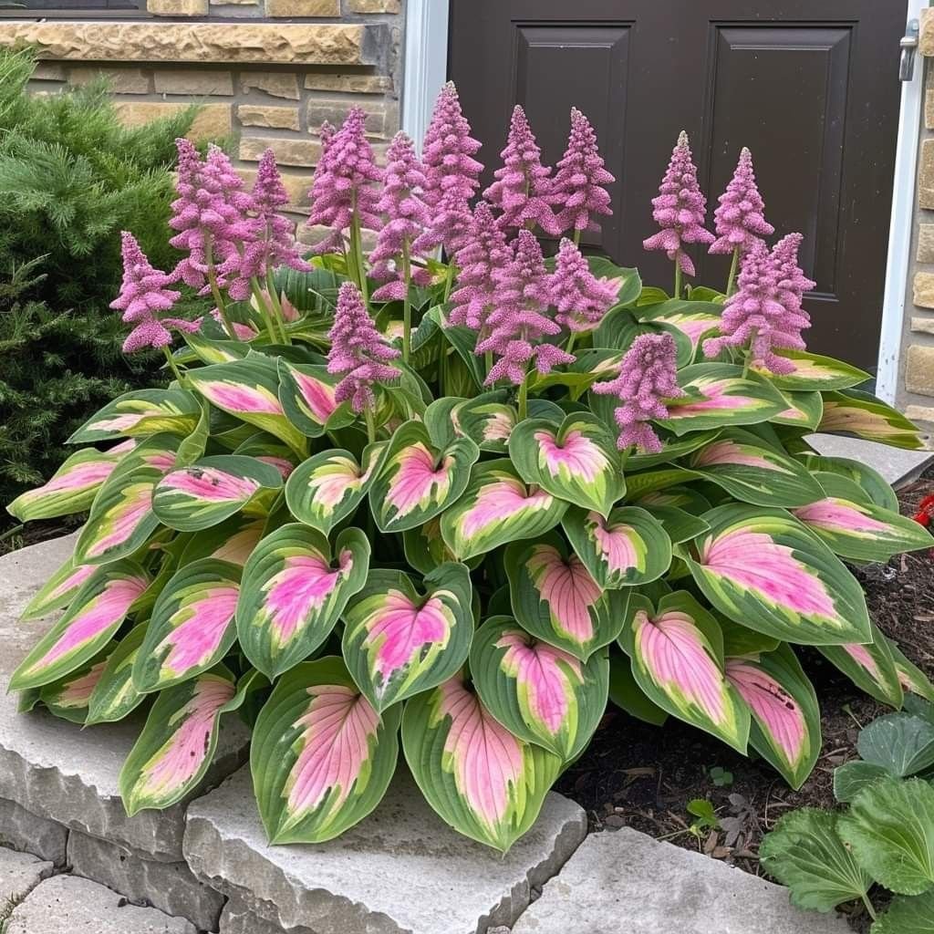 From Seed to Stunning – Hosta Magic 🌿Rare Hosta Seeds🌿