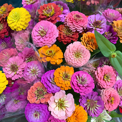 🌺Double Zinnia Mixed Color Seeds