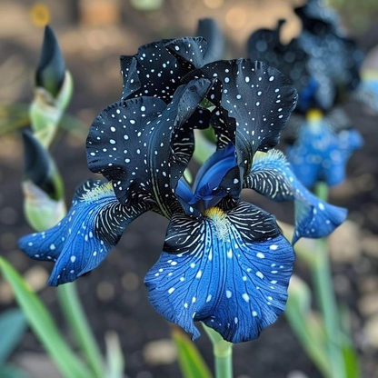 Golden Veil-Rare Iris Bulbs⚜️