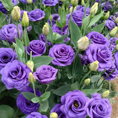 🌺Lisianthus - Sincere Love