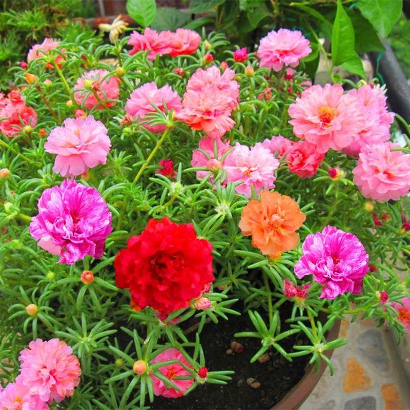 💙Muti-color Portulaca Flower Seeds