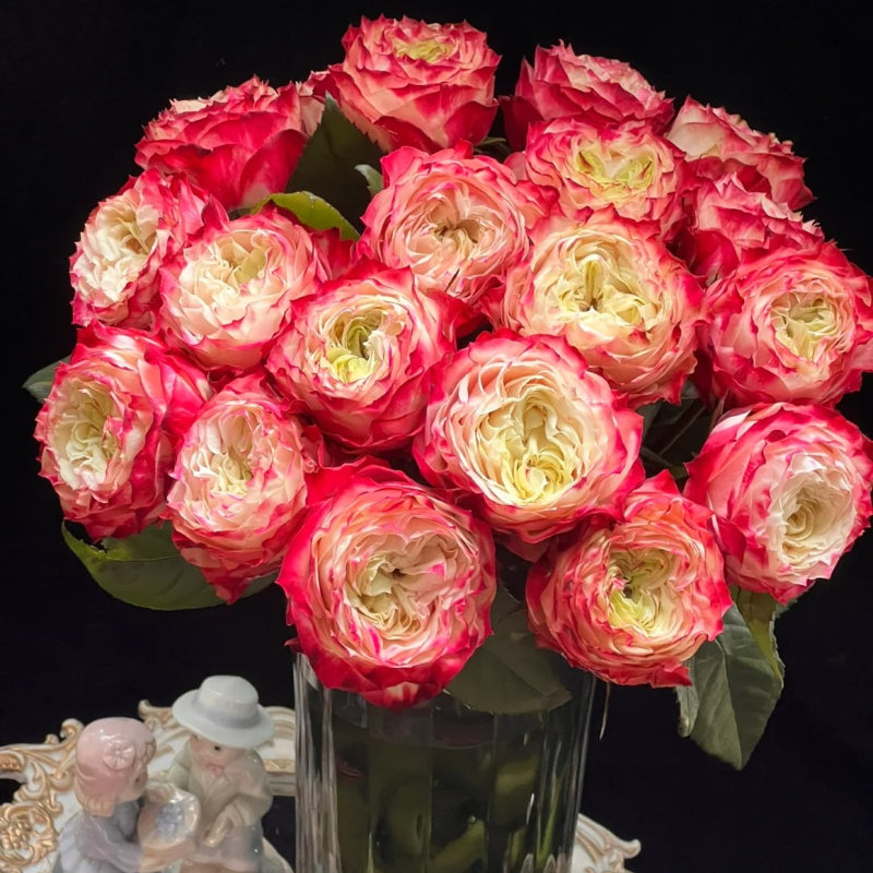 Rare Multi-color Roses-Apple Jack Seeds