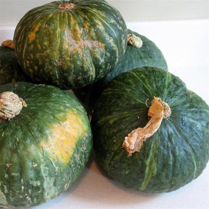 Squash Mini Green Kabocha F1