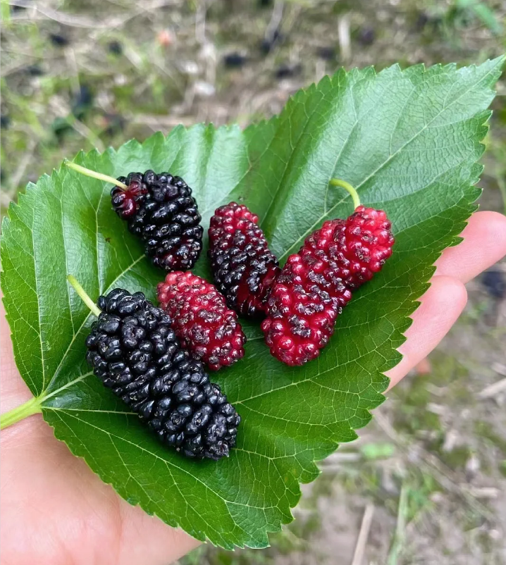 Black Mulberry Seeds