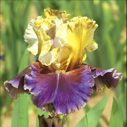 Iris Flower Perennial Rare Bearded Iris