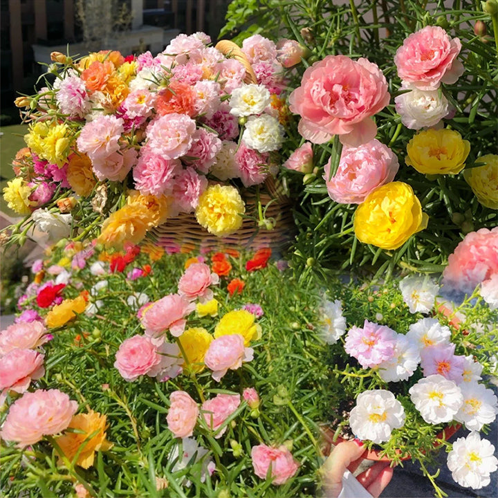 10000 Pcs Muti-color Double Petal Sun Flower Seeds