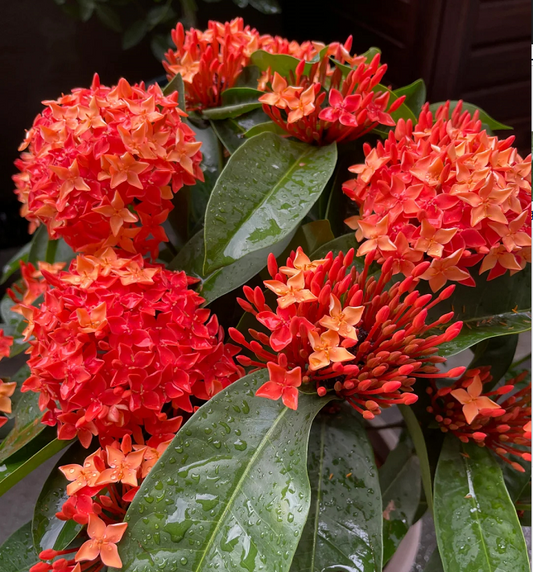 Dragon Boat Flower Seeds