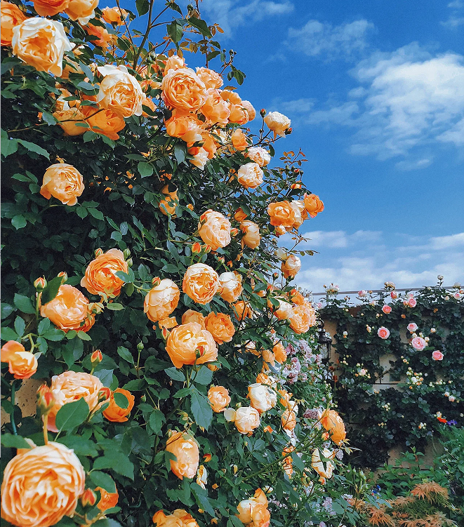 Garden Climbing Rose Flower Seeds