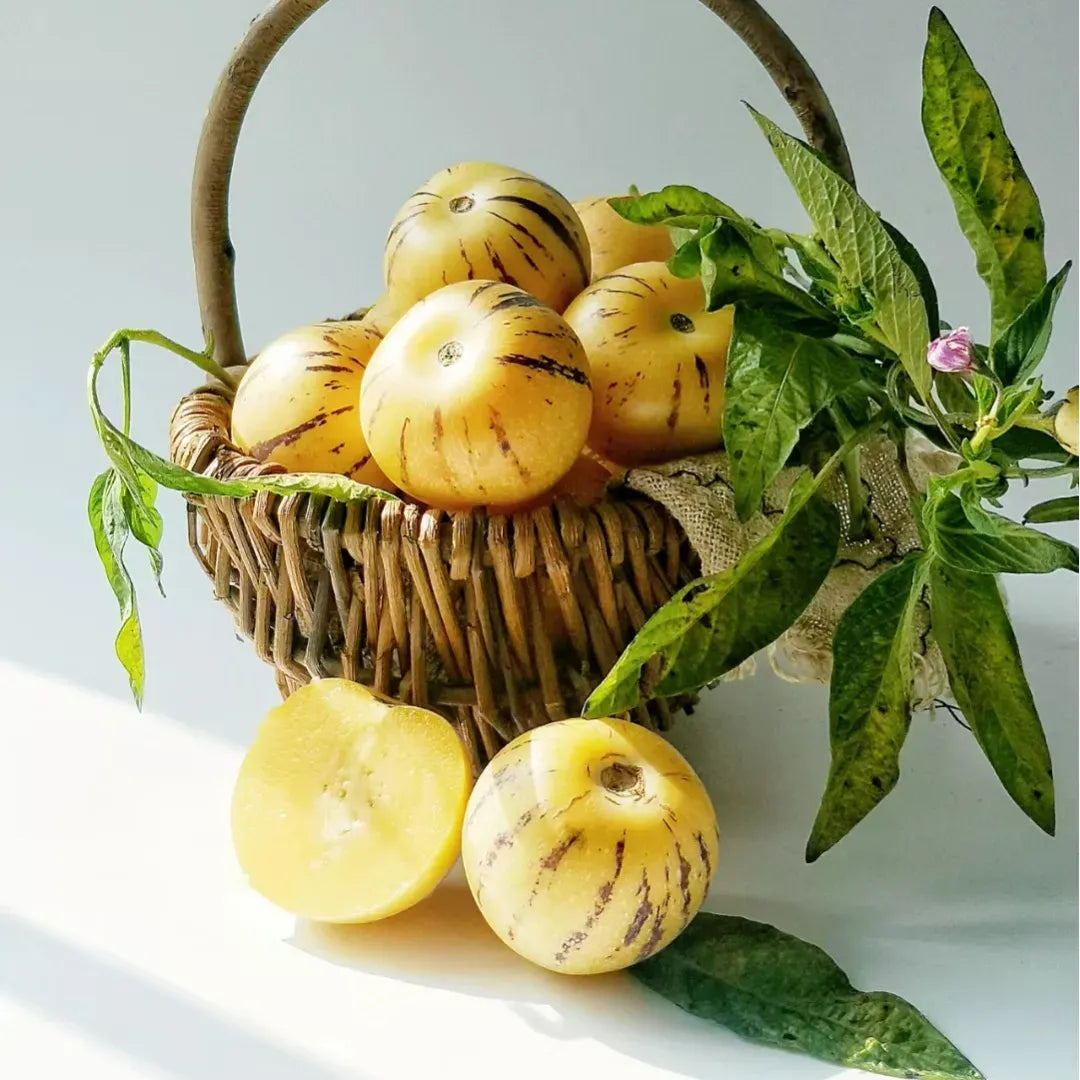 🍈Pepino Seeds Ginseng Fruit Seeds