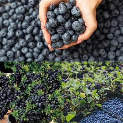 Giant Blueberry Fruit Seeds (20 Seeds a Pack)