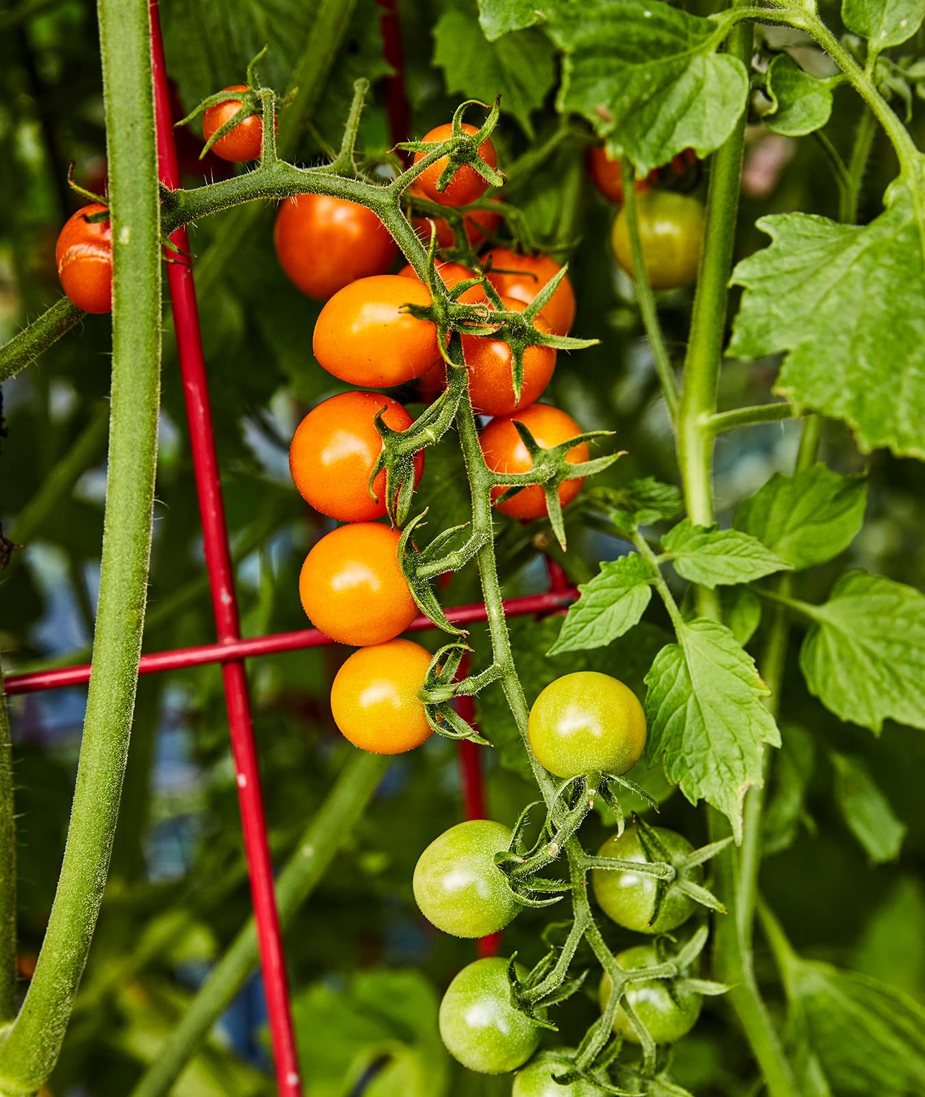 Sungold Tomato,Cherry Tomato Seeds