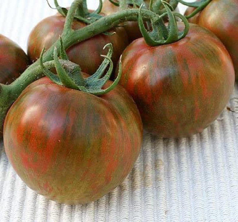 Rare Organic Vegetable Tomato Seeds "Black Zebra" (Lycopersicon esculentum Mill)