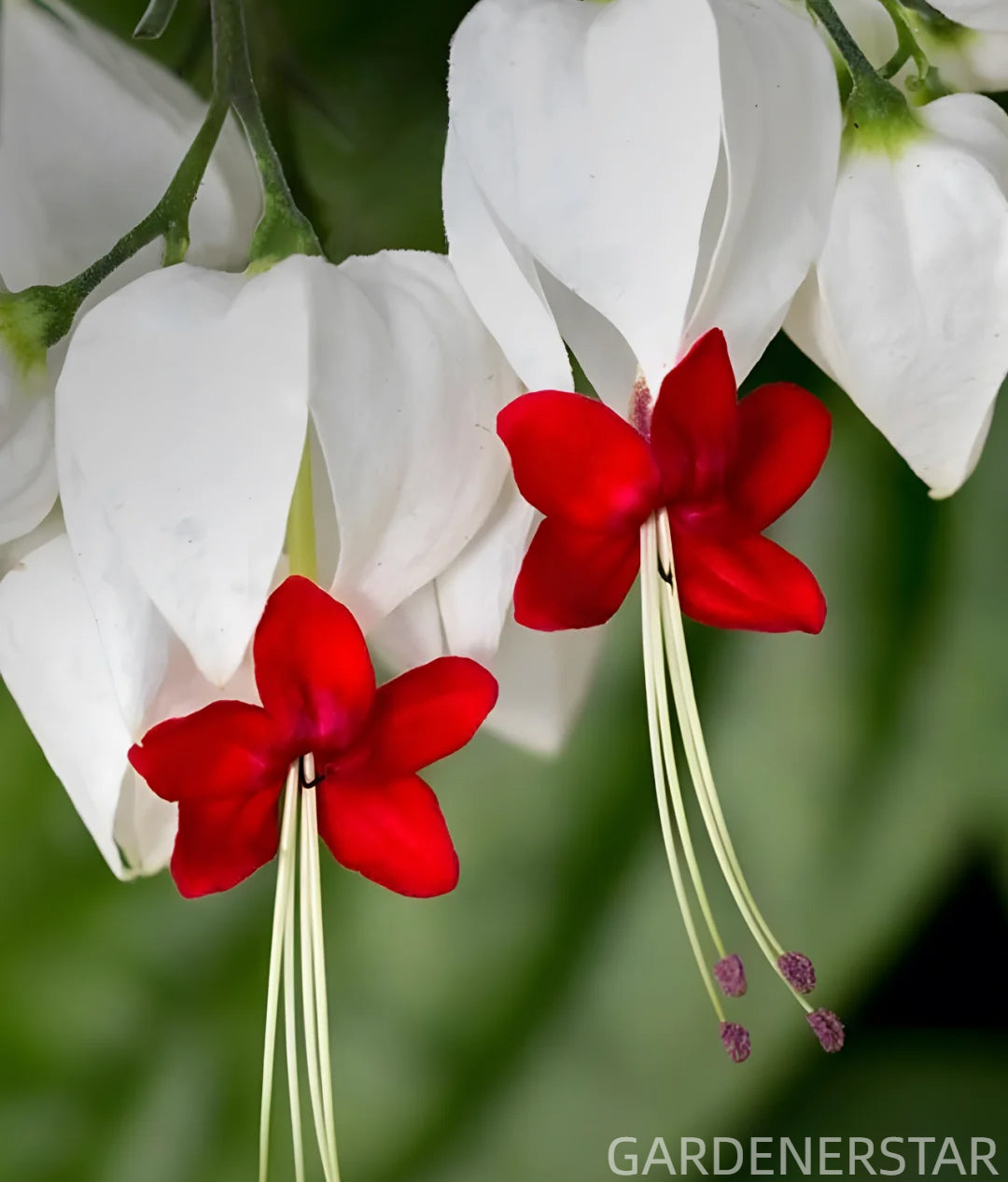 🌼Bleeding Heart Vine Pot Seeds