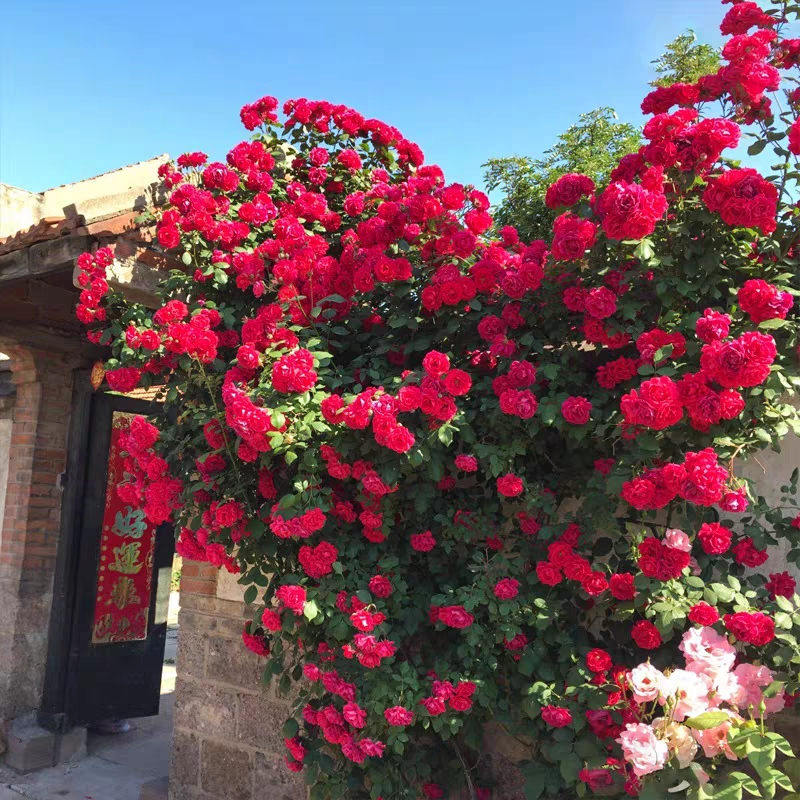 Garden Climbing Rose Flower Seeds