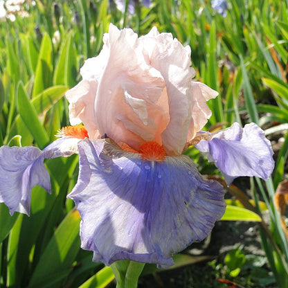 Iris Germanica 'French Cancan'