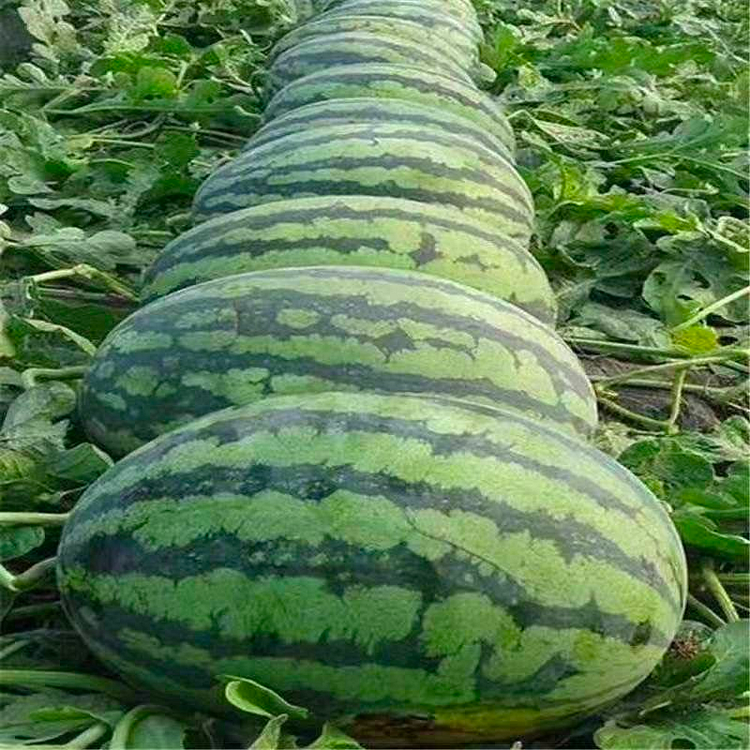 🍉Watermelon Seeds - Lazy