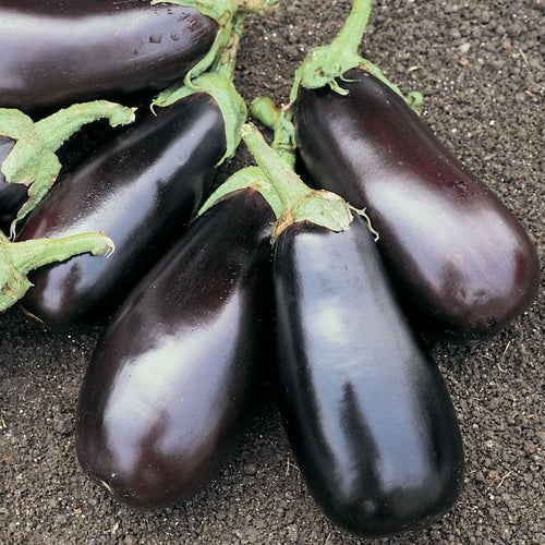 Eggplant Classic F1