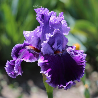 Iris Flower Perennial Rare Bearded Iris